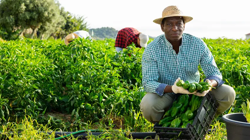 Value of the farmland